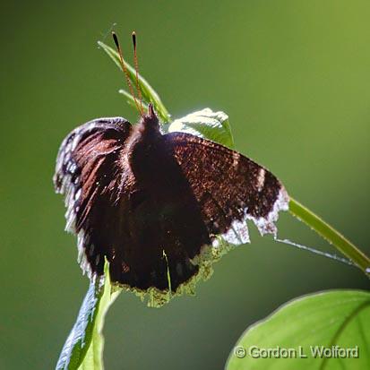 Mourning Cloak Butterfly_00428.jpg - Photographed near Ottawa, Ontario - the capital of Canada.
